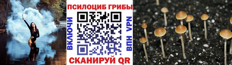 Галлюциногенные грибы Cubensis  Чаплыгин 
